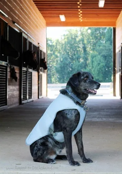 Ruffwear Swamp Cooler Cooling Coat - Previous Model